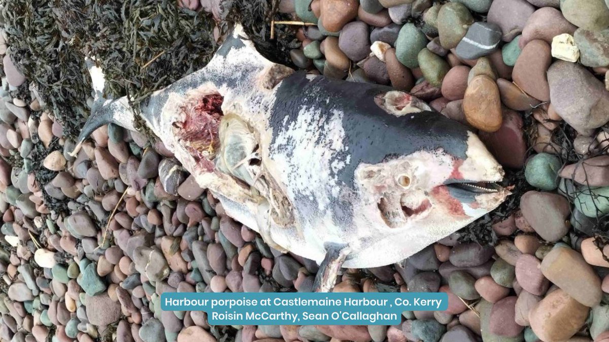 IWDGnews's tweet photo. Thank you to everyone who reported strandings over the last week.
You can join the hundreds of people who take part in the IWDG Recording Scheme each year by submitting strandings from anywhere in Ireland.
Download the Free Reporting App at https://t.co/pvraW63NcY
#reportingapp https://t.co/r7VGB0Xsfj