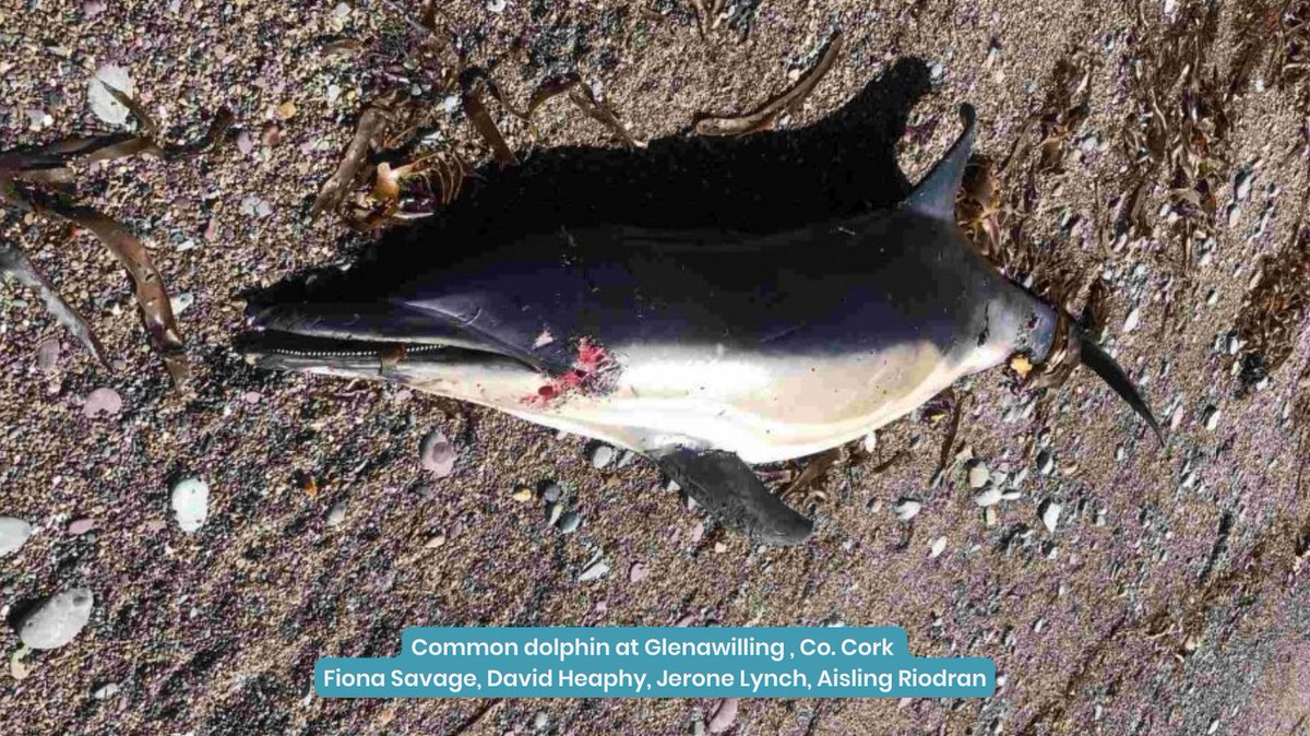 IWDGnews's tweet photo. Thank you to everyone who reported strandings over the last week.
You can join the hundreds of people who take part in the IWDG Recording Scheme each year by submitting strandings from anywhere in Ireland.
Download the Free Reporting App at https://t.co/pvraW63NcY
#reportingapp https://t.co/r7VGB0Xsfj