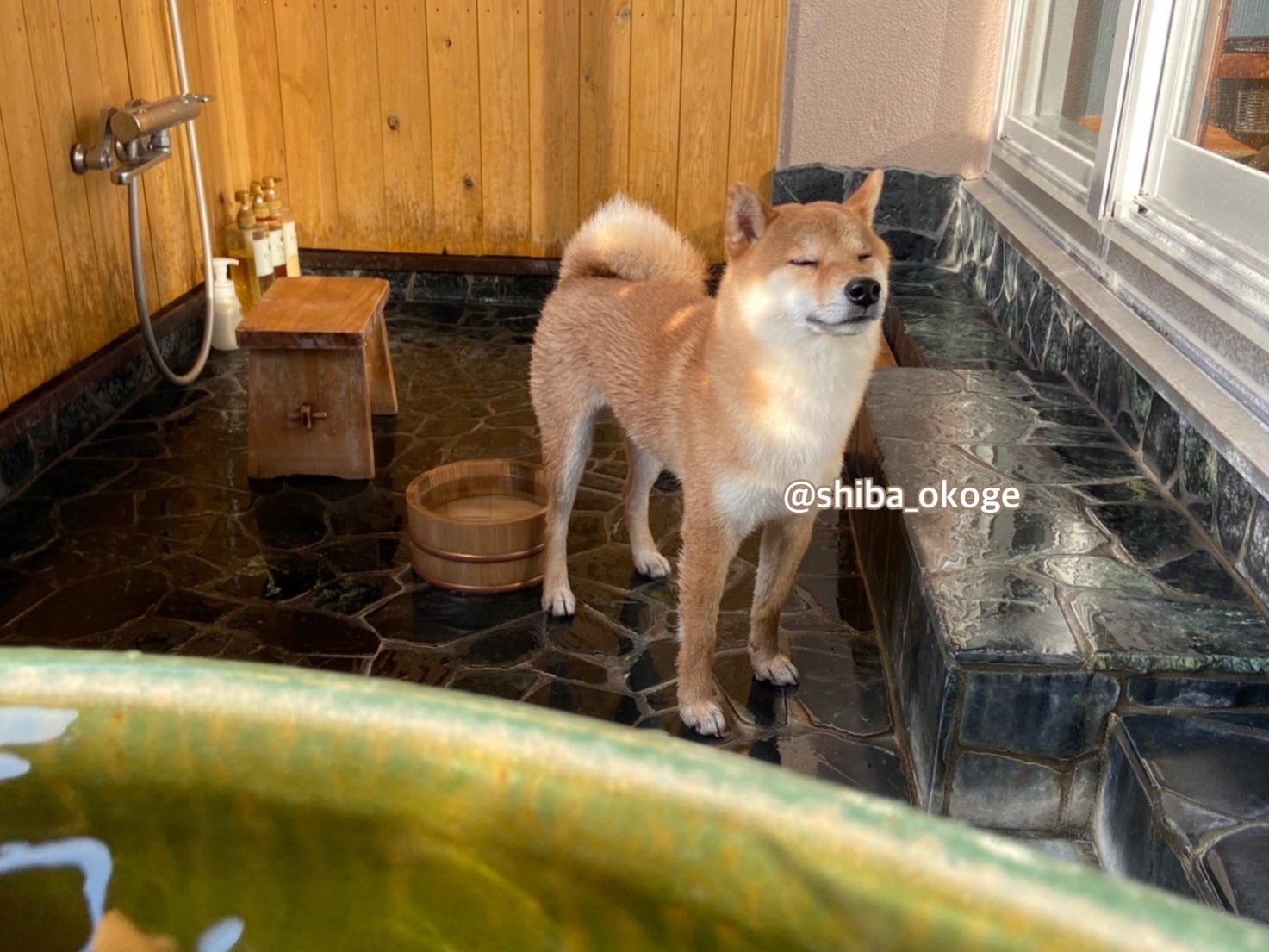 柴犬おこげ 掛け湯されたおこげ お風呂嫌いは温泉でもダメみたいです 温泉 温泉旅行 温泉旅館 温泉卵 白浜 白浜旅行 露天風呂 露天風呂付き客室 犬御殿 柴犬 Shiba おうち時間 犬好きさんと繋がりたい T Co Kd4oew3gq2 Twitter