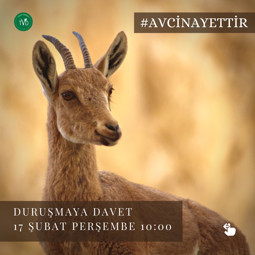 Tüm olumsuzluklara rağmen yaban keçilerinin yaşam hakkını savunmak için 17 Şubat'ta #Adana'dayız. Adana'daki hak savunucularını 10:00'da Adana 2. İdare Mahkemesi'nde hayvanlar adına desteğe bekliyoruz. #AvCinayettir, yasaklanmalıdır. Tüm av turizmi ihaleleri iptal edilmelidir!