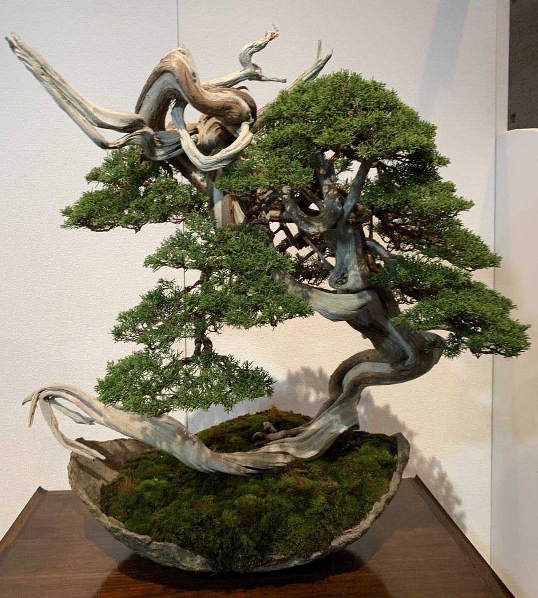 bonsai52579128 tweet picture