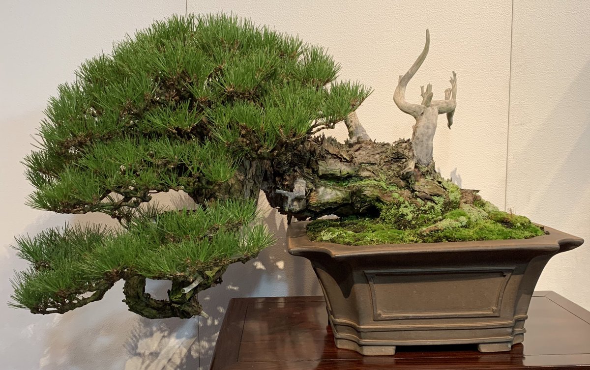 bonsai52579128 tweet picture