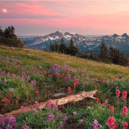 ‏ْ (@piinkifairy) on Twitter photo 