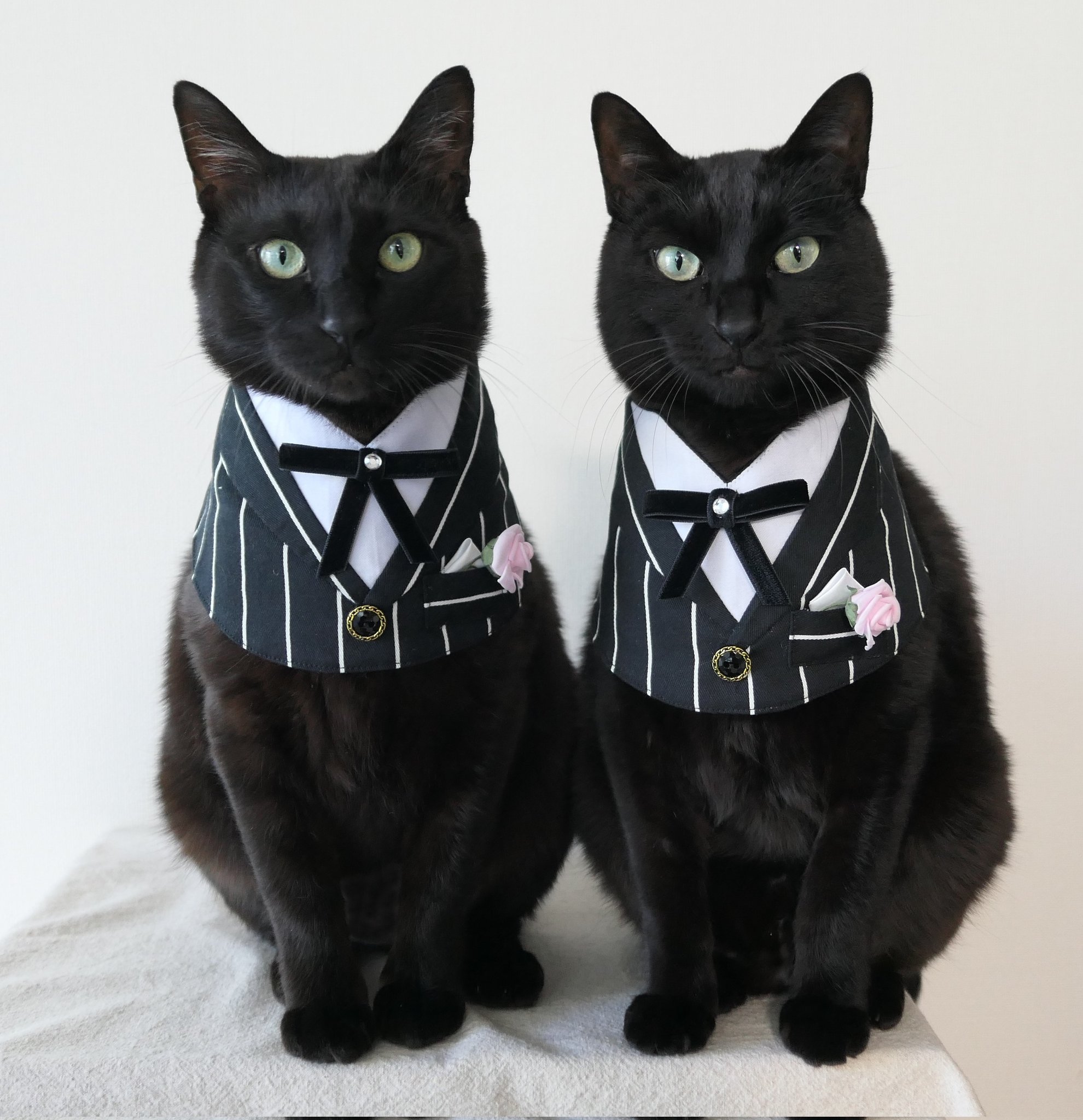 仲良し黒猫兄弟 Dirty2cats Twitter