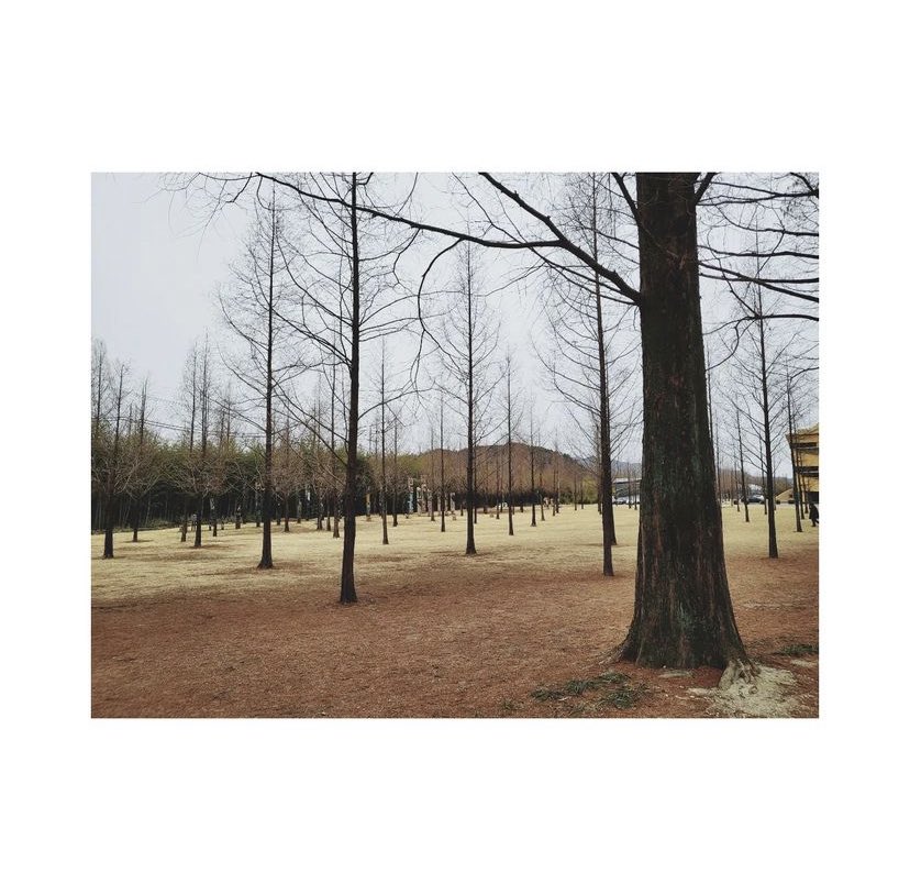 btsinthemoment's tweet photo. [uarmyhope] instagram post 

🐿 metasequoia 

comment 

🐹 hey jwehope happy birthday https://t.co/Ap2wiOJdx9
