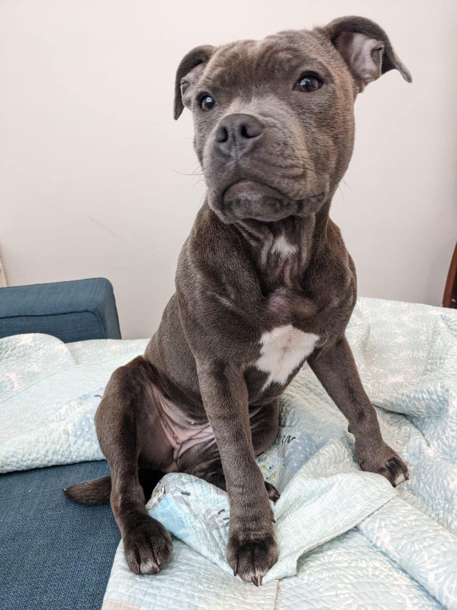 LOST DOG 
Please keep an eye out for Dizzie, blue Staffie puppy (girl). She was lost last night between Lambourn and Baydon. 
Please contact 07749 227 578 or 07920 043 185 with any info. Thanks