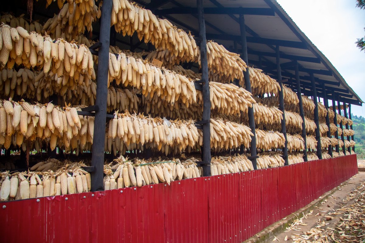 RwandaAgri's tweet photo. GUSHARIKA: Kwanika ibigori mu buryo bworoshye, kandi buhendutse.
- Wubaka ubwanikiro ukoresheje ibiti, imbaho, cyangwa ibyuma bitewe n’ubushobozi bwawe.
- Ushinga ibiti ibindi ukabigira imitambiko, ugusakara ukoresheje amabati cyangwa amahema ku buryo bitanyagirwa. https://t.co/Rv2aIGvruh