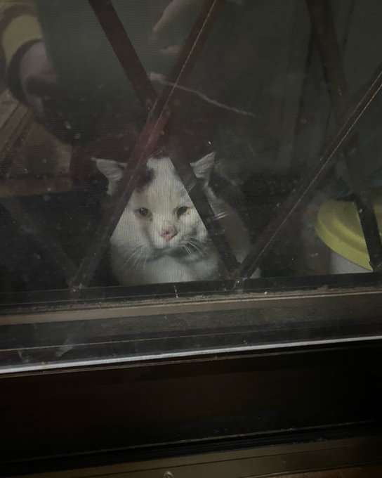 ブチ君のtwitterイラスト検索結果