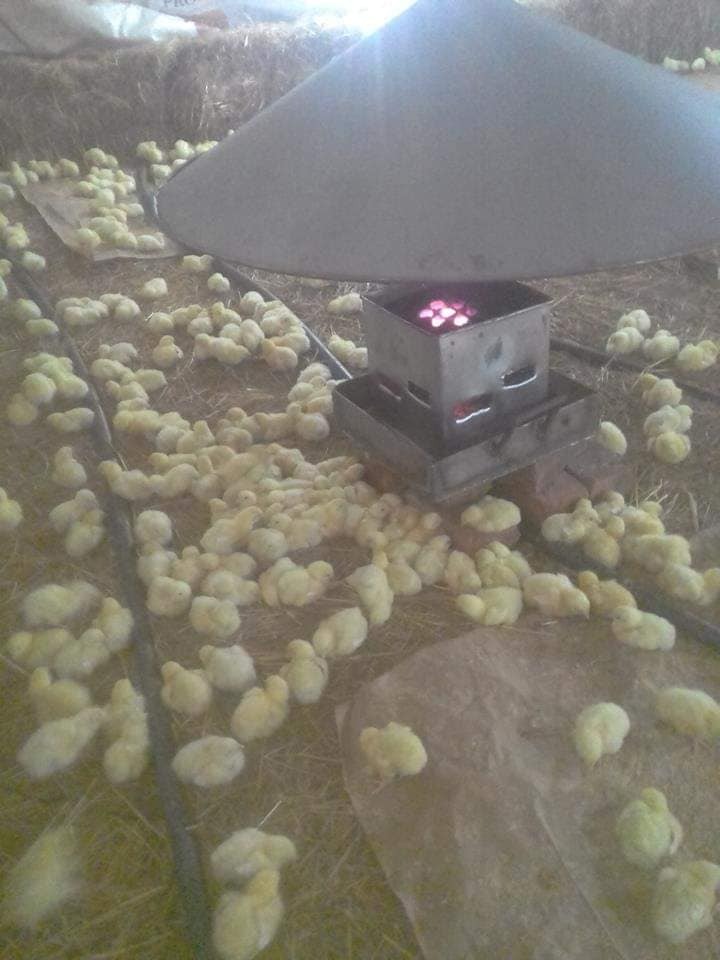 Bio_Bricks's tweet photo. Happy #ChooseDay for all your heating purposes don't hesitate to choose #biobrick to braai, smoking your meat, coop heating and other heat purposes. #biobrick #poultryheating #braai https://t.co/kYyKtrzWRP