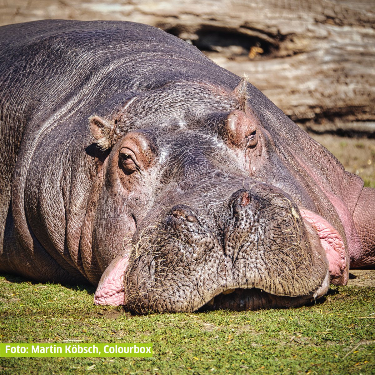 GI_Tschechien's tweet photo. Dnes je Světový den hrochů.🦛 Radovat se z toho může i tento 2,5 tuny vážící drobeček ze @zooberlin. Pokud ovšem svou oslavu nezaspí, ostatně hroši jsou přece jen aktivní hlavně v noci...🍀🥳
#hippoday #Berlin #hroch #Hippo #zoo #Německo https://t.co/1icPLK27BU