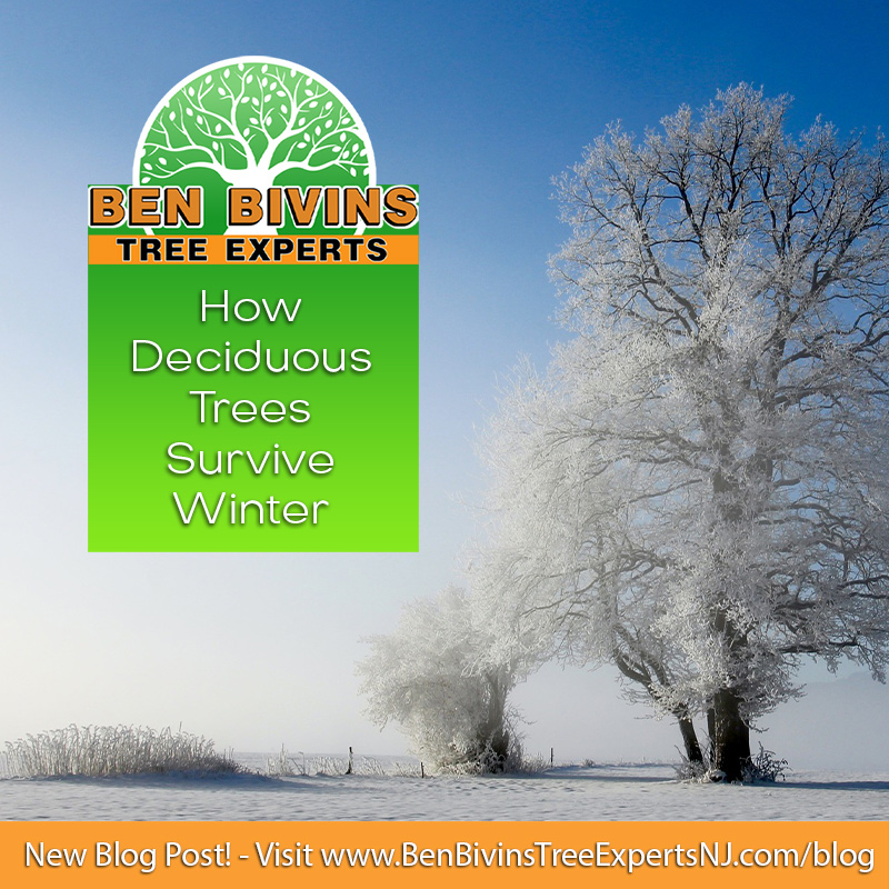 BivinsTree's tweet image. Check out our new blog to find out how the trees in your yard survive the long, cold winters!
benbivinstreeexpertsnj.com/blog
#treeblog #trees #winter #treesinwinter