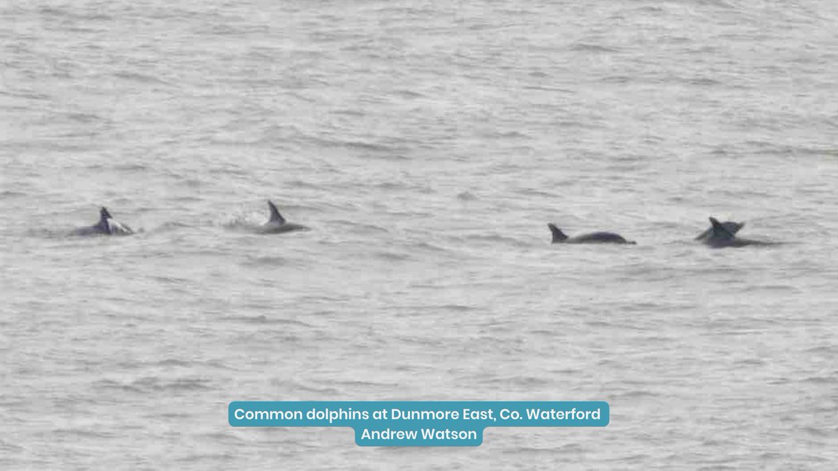 IWDGnews's tweet photo. Thank you to everyone who reported sightings over the last week.
You can join the hundreds of people who take part in the IWDG Recording Scheme each year by submitting sightings from anywhere in Ireland.
Download the Free Reporting App at https://t.co/pvraW63NcY
#reportingapp https://t.co/oT36LmtNEf