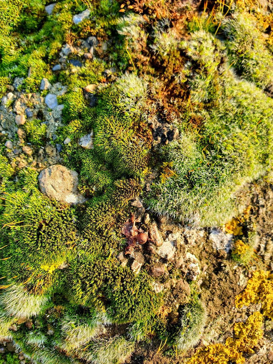 c_duigan's tweet photo. "In Wales there are jewels
To gather, but with the eye
Only."
R S Thomas (1998)
Between Sea & Sky
#Wales #Poetry @RSThomaspoet #TuesdayFeeling #landscape #moss #lichen #bryophyte #microlandscape #texture #colour #nature #texturehuntergatherer https://t.co/SaSixC5Up3