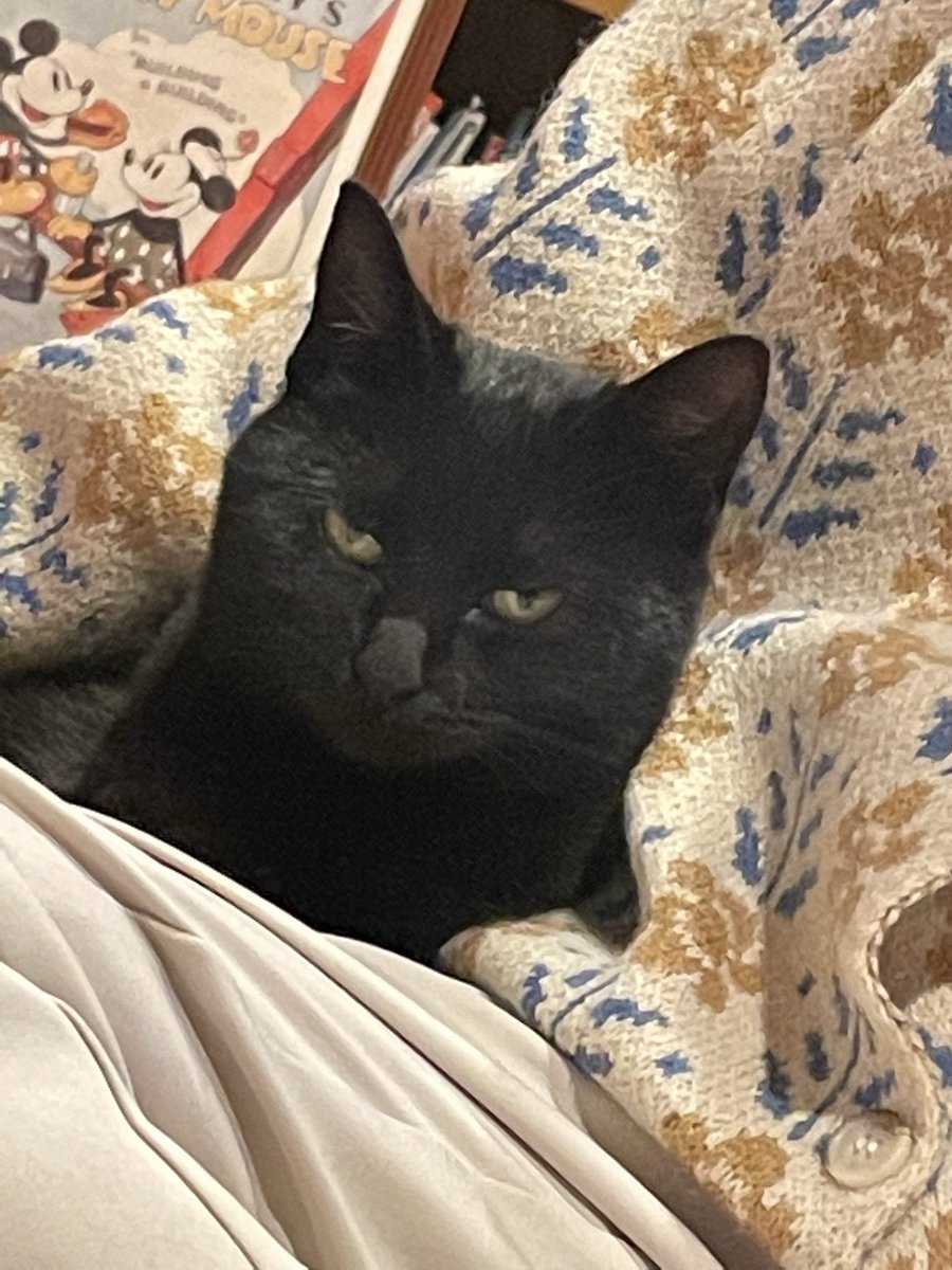 さるわたり。 (@saruwatari310) on Twitter photo 