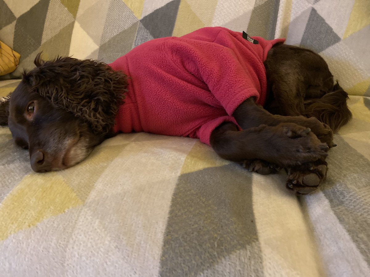 Ziggy_sprocker's tweet photo. Mornings friens wot weather. . will it never stop rainin Mumsy? #dryingoff https://t.co/RYFELGB6XU