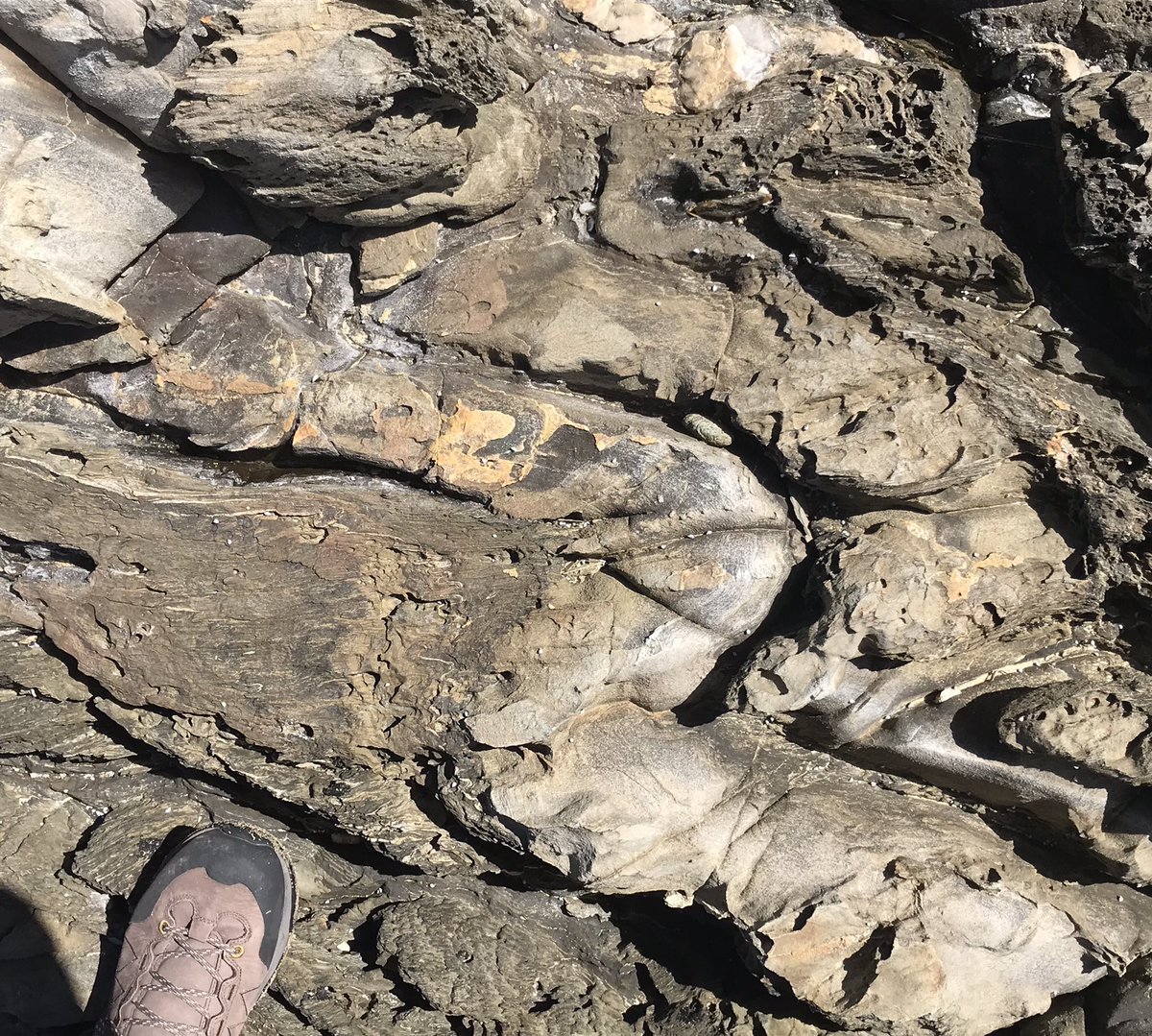sandramcgeo's tweet photo. Have a #fold, or several, and everything will be better #geology #GEOL30002 #CapeConran https://t.co/EM5DXuurOI