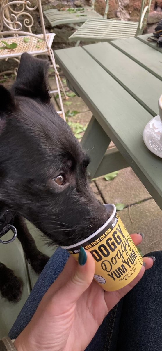 Tavy enjoying her first @doggydoggyyumyum ice cream at The Daisy Café! ❤️<a href="/MatthewRowbury/">Matthew Rowbury</a> <a href="/visitexeter/">Visit Exeter</a> <a href="/exploringexeter/">Exeter’s blogzine</a> <a href="/VisitDevonUK/">Visit Devon</a> <a href="/BBCDevon/">BBC Devon</a> <a href="/AshleyJeary/">Ashley Jeary</a> <a href="/radioexe/">Radio Exe</a> @CllrSutton @CllrGregSheldon