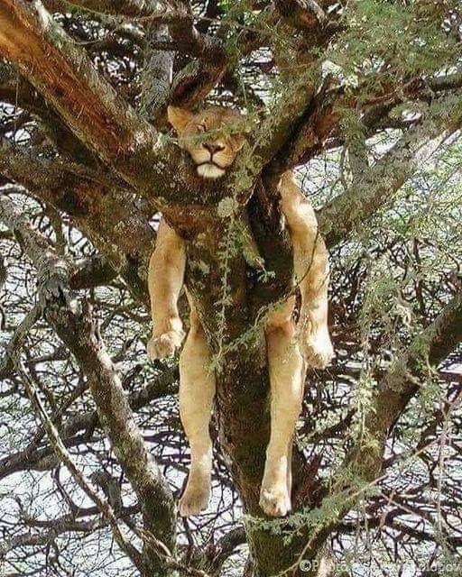 HabtamuAyalew21's tweet photo. አንበሳው በዛፉ የተማመነውን ያህል የምንተማመንበት ሀገርና መንግስት የሚኖረን ቀን  መቼ ይሆን ?? https://t.co/DK3Krik5an