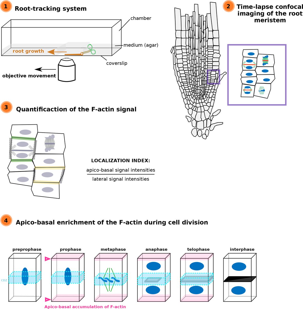 qpb_journal's tweet photo. 🚨New Article🚨
"Dynamic apico-basal enrichment of the F-actin during cytokinesis in Arabidopsis cells embedded in their tissues"
By Alexis Lebecq et al. @Caillaud_MC @RDPlab
👉https://t.co/EKwCeZN84D
#cytoskeleton #Arabidopsis #celldivision #roottracking #livecellimaging 🌱 https://t.co/1KnNE4NHsQ