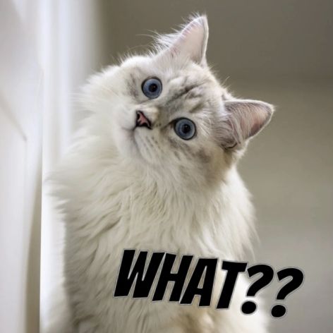 you said what?? Make your own memes using our meme templates on the #pixchangeapp 🤣🤣 #meme #memesdaily #funnymemes #catmemes