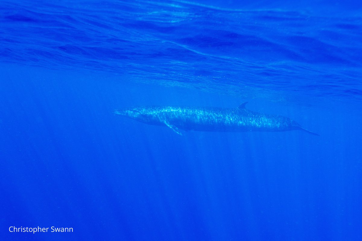 Whale and Dolphin Conservation (WDC) tweet media