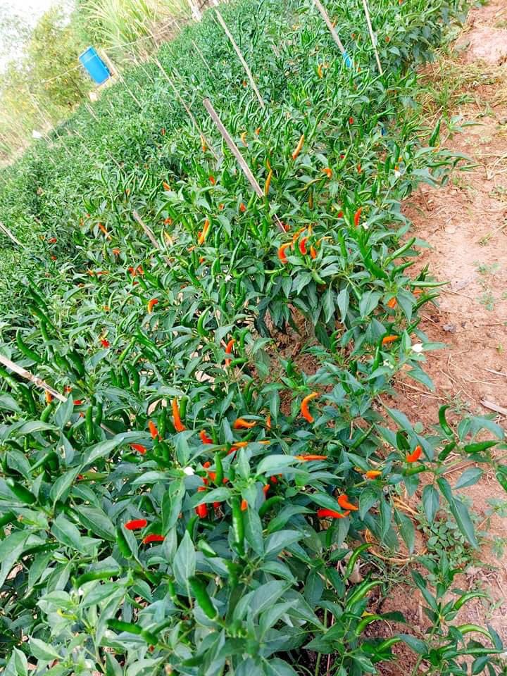 ChaiyoSalmon's tweet photo. 🌶🌶🌶น้ำจิ้มซีฟู้ดของเราใช้พริกที่มาจากสวนของคุณแม่และคุณพ่อของเชฟ ที่อ.ตาลสุม จ.อุบลราชธานี เป็นสวนพริกปลอดสาร 100% ใช้มะนาวแท้ 100% ไม่ใส่ผงชูรสและไม่ใส่สารกันบูดทำสดใหม่ทุกวัน
ตอนนี้มีขนาดถัวย 2 ออนซ์ ในราคาเพียง 15 บาทเท่านั้นค่ะ https://t.co/tTQvdDzZTM
