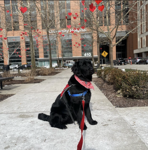 OSUWexMed's tweet photo. Even our furriest friends need a selfie with the #BuckeyeHearts. ❤️ 🐶

📸: @4paws.derek (Instagram) https://t.co/01MFcMrWyi