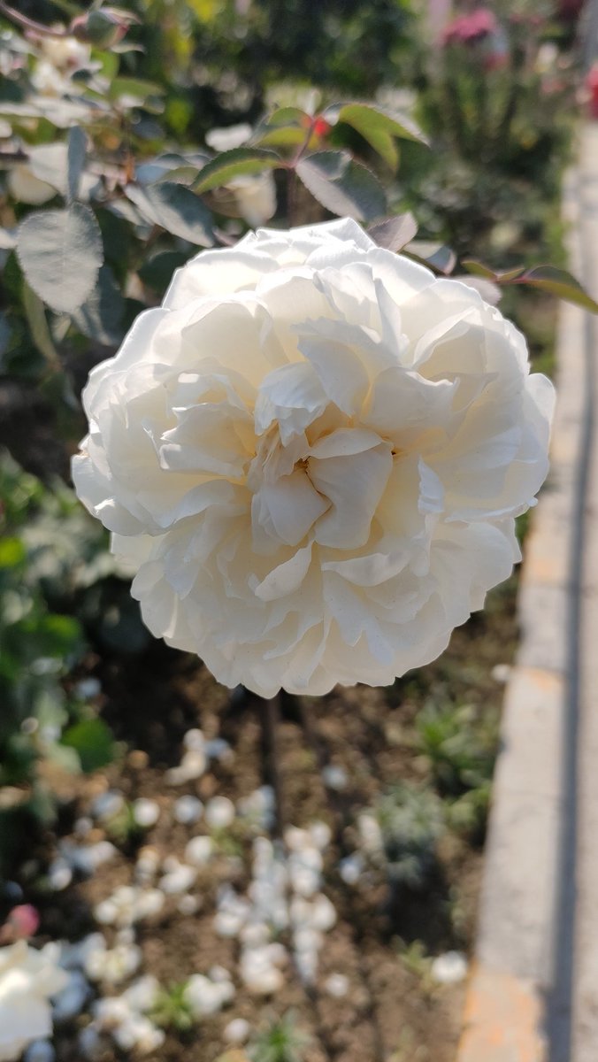 PoojaRa52304908's tweet photo. https://t.co/u39lHd9LpE