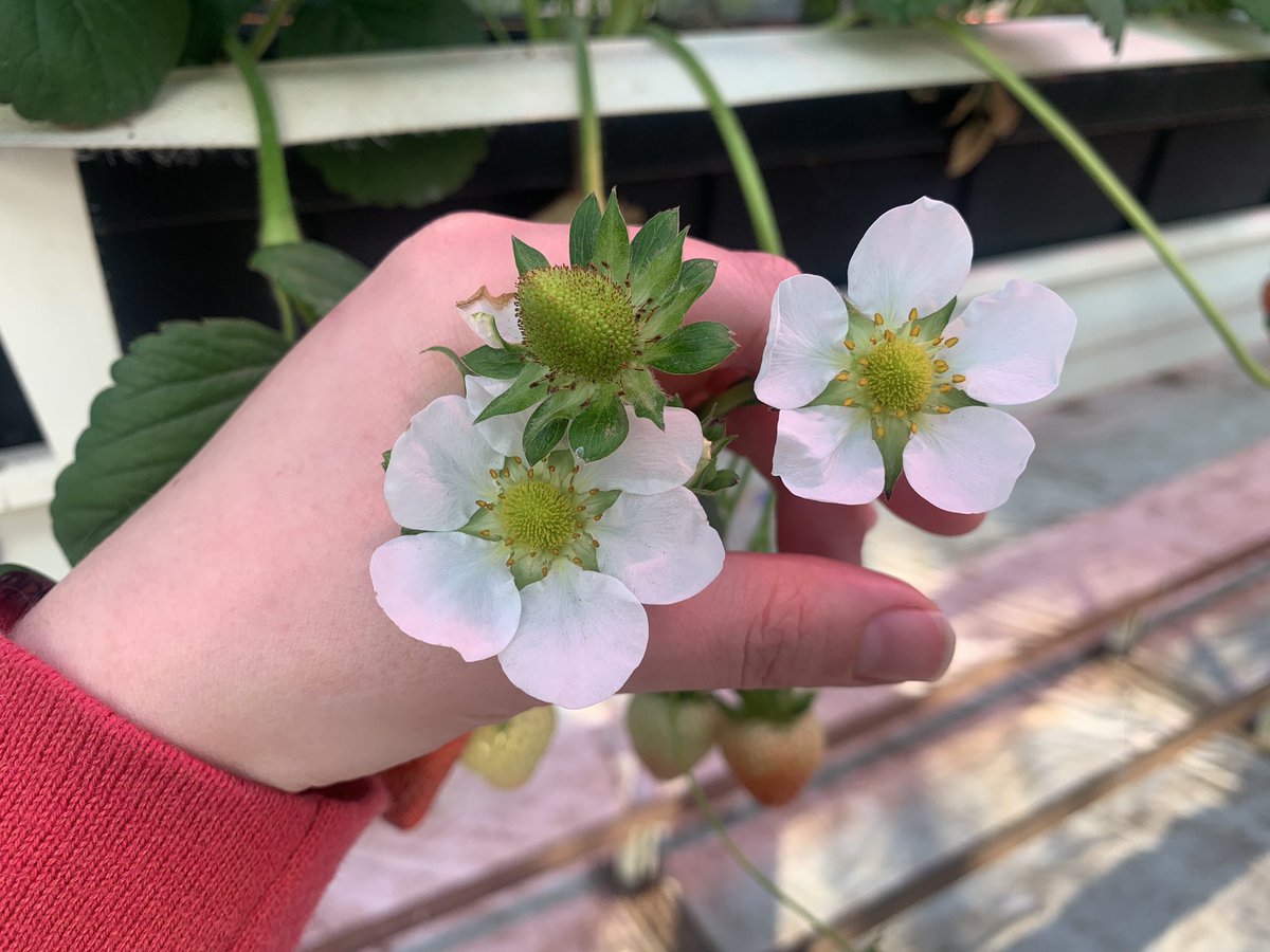 ClaireMich89's tweet photo. Who said British strawberries can only be available during the summer? 🍓
 
Soraya, an ABZ Seeds variety, is the first UK seed raised strawberry for winter production. Grower, John Downes, has a large trial which has just reached its second flush – look at those bright berries!🍓 https://t.co/fXwgo2vgP6
