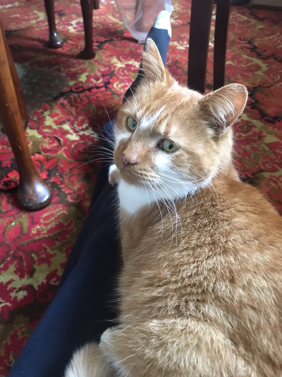RGE_McC's tweet photo. #MilesArmy #FindMiles #FOUNDMILES Thank you all so much for your wonderful unwavering support! It means so much. I will post more photos over the coming days! He is so thin & so hungry but purring up a storm! I have him booked in to bed for checkup tomm and GPS collar ordered! https://t.co/6aONVgnR1L