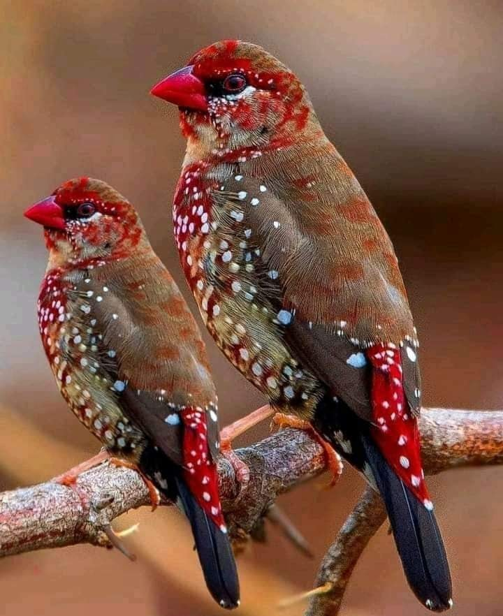 #NaturePhotography #birds 🤍❤️🖤