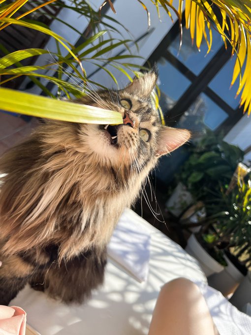 My cat says &lsquo;derp&rsquo; https://t.co/ZnE32oPu9w