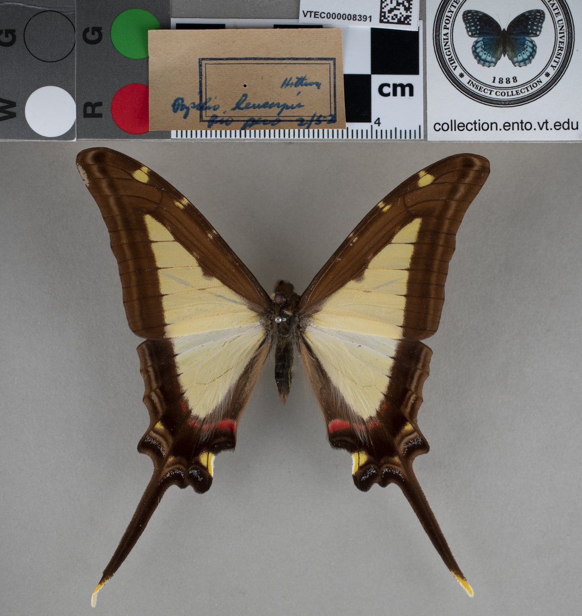 VT Insect Collection tweet media