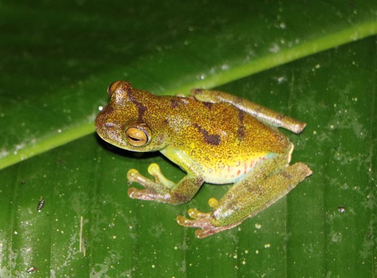 savethefrogs's tweet photo. Conservation Careers is currently offering 33% discount on their career training courses!
https://t.co/g0rmHTHRGN
#savethefrogs #careers #amphibians #biologists #wildlife @ConservCareers https://t.co/bM9mSvaTXt