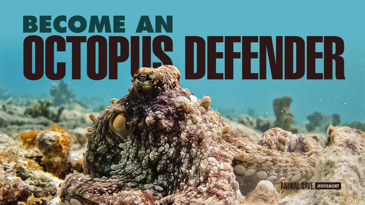 Become an octopus defender! 🐙

RT &amp; ask @AyuntamientoLPA <a href="/PresiCan/">Presidencia GobCan</a> <a href="/PSOECanarias/">PSOE Canarias ❤️🇮🇨</a> @CanaryIslandsEN to say no to octopus farming!

A factory farm on #GranCanaria would hurt tourism &amp; be a drain on freshwater supply.
#FreeOctopus #StopOctopusFarming