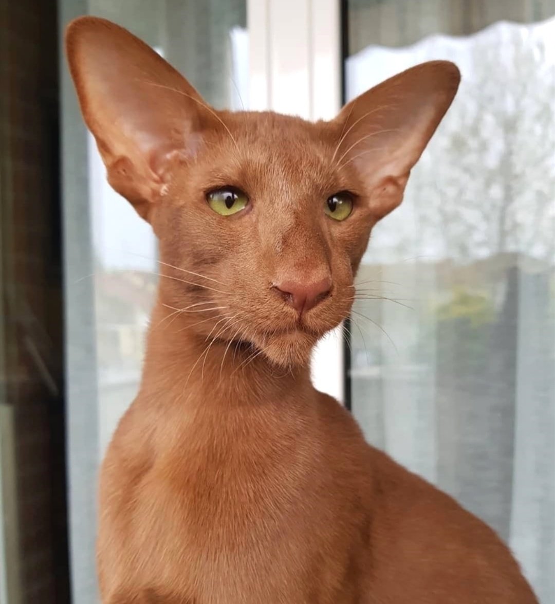 Ориентальный кот рыжий грузин