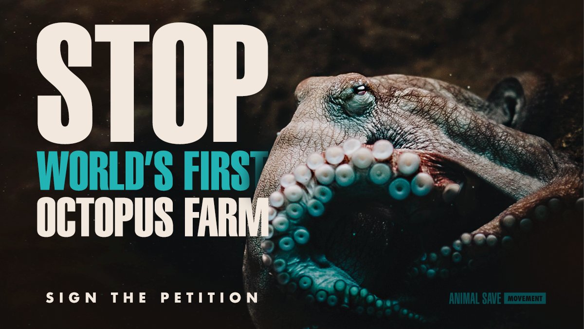 Please sign the petition to help stop the world’s first commercial octopus farm in Las Palmas, Gran Canaria, Canary Islands.

#StopOctopusFarms🐙
drove.com/.2vFz