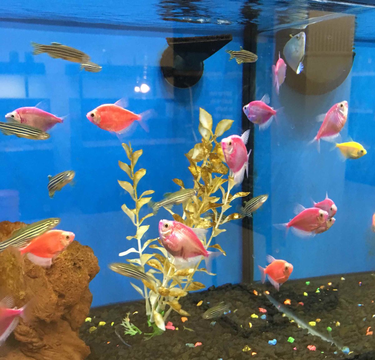 Erik A. Rodriguez tweet media