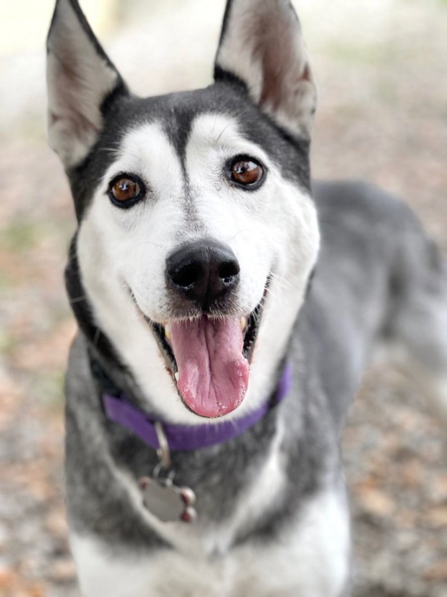 SPCAmc's tweet image. Bella is a 3 year old Husky mix with an outgoing, energetic personality....and have we mentioned that she&apos;s absolutely gorgeous?  She&apos;s available for adoption at the SPCA!  
#tongueouttuesday #SPCAmc #adoptme
