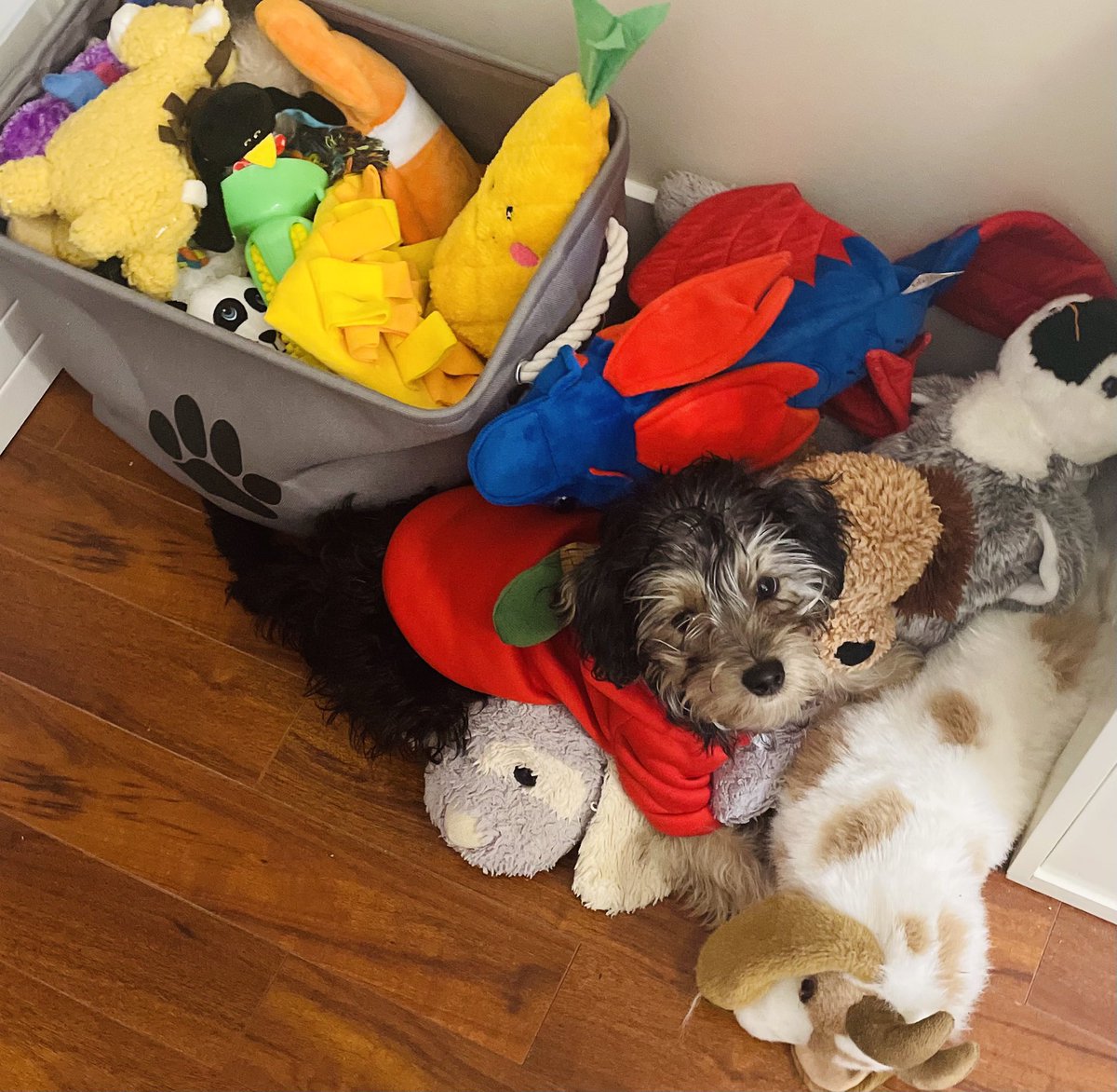 WillieBeta's tweet photo. Can you find Hector? 🐶😂😂
#CatsOfTwitter #dogsoftwitter https://t.co/JRU80vT4oZ