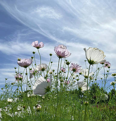 How about a field of #cosmosflowers to get that #springiscoming state of mind? #floralphotography #spring #buyartnotcandy #giftthemart #ThisSpringBuyArt #SpringForArt 
deborah-league.pixels.com/featured/field…