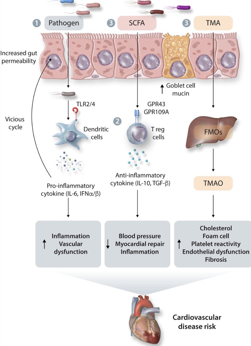 Must-read review of #microbiota & #cardiovascular disease -where sequence meets function Discover more associations between gut microbiota & a variety of #CVD including #atherosclerosis, #coronary artery disease, & #hypertension academic.oup.com/cardiovascres/… #CardiovascularResearch