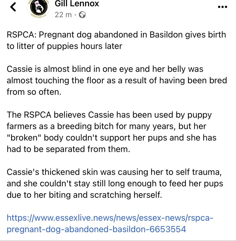 rosieDoc2's tweet photo. @pritipatel @BorisJohnson @domdyer70 @SAMPAuk_ 
CASSIE - abandoned in #Basildon FOUND HOURS B4 GIVING BIRTH 
HER BELLY WAS TOUCHING THE FLOOR DUE TO BEING BRED FROM FOR YEARS. HER PUPS HAD TO BE TAKEN AWAY DUE TO HER SCRATCHING HERSELF &amp; unable to keep still WAS SHE A stolen pup? https://t.co/k1LnIH4dI5