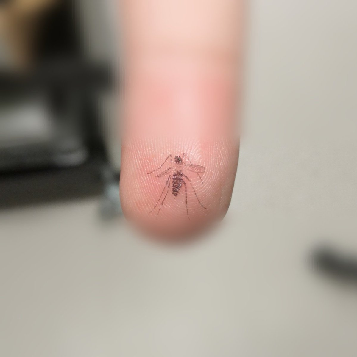 LouisNadalin's tweet photo. Caught a #mosquito with my bare hands to squash it today in the lab and it left a perfect print of mosquito dust 😍
#Aedes #albopictus #tigermosquito https://t.co/P1q6QmhhMS