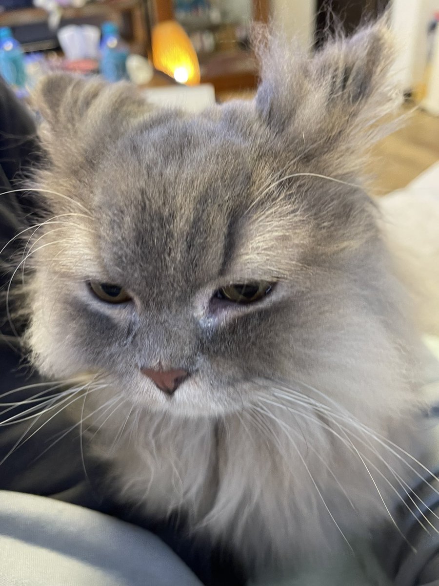halna87's tweet photo. ドアップですけど何か？

#ラガマフィン
#猫好き https://t.co/DlolkVyoOA