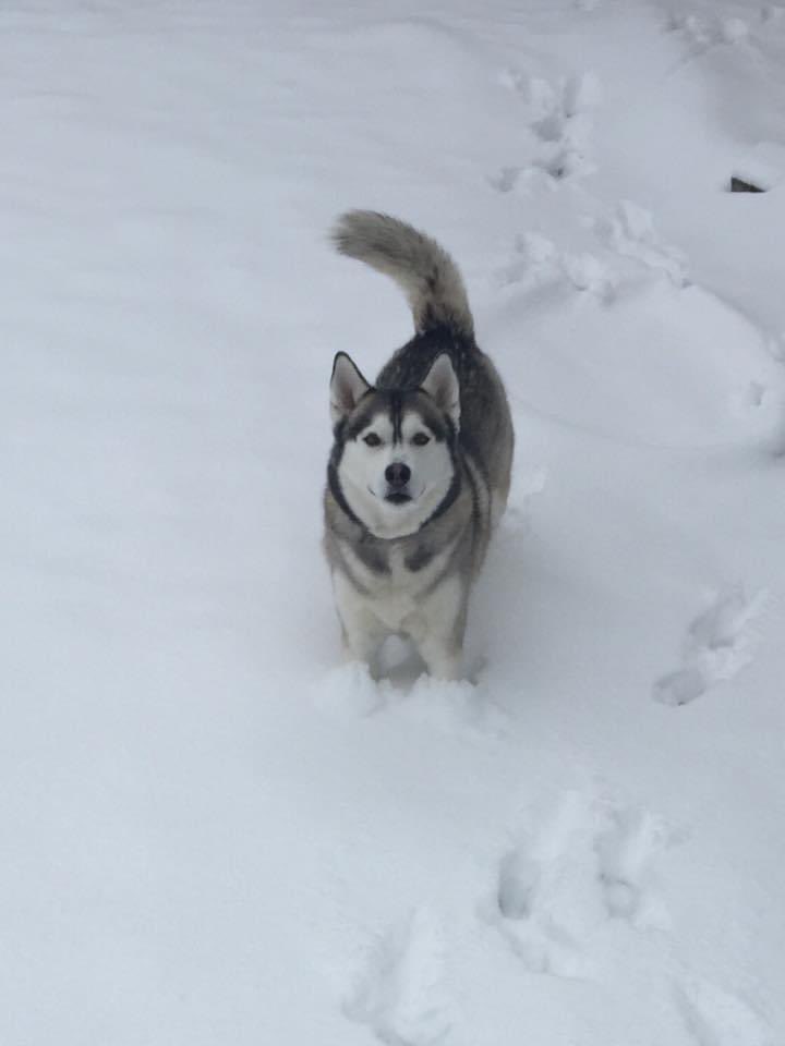 Cojseese's tweet photo. Lost my Wingman yesterday. From Undergrad through our first NCAA head job, Mikah rode with me. Thank you for being you. https://t.co/O0JV7Uf2Ez