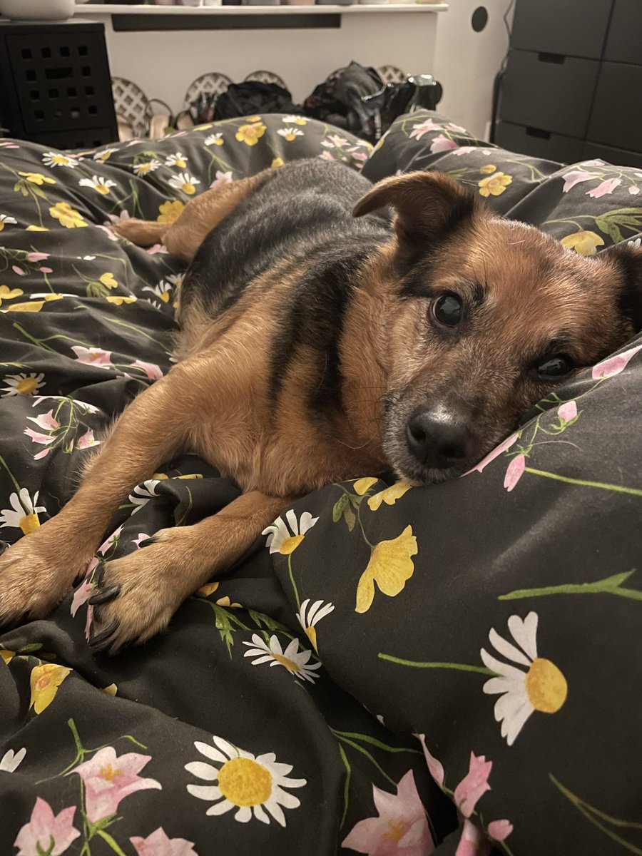 Ted Thee Terrier 🐶🐾 (@tedtheeterrier) / Posts / X