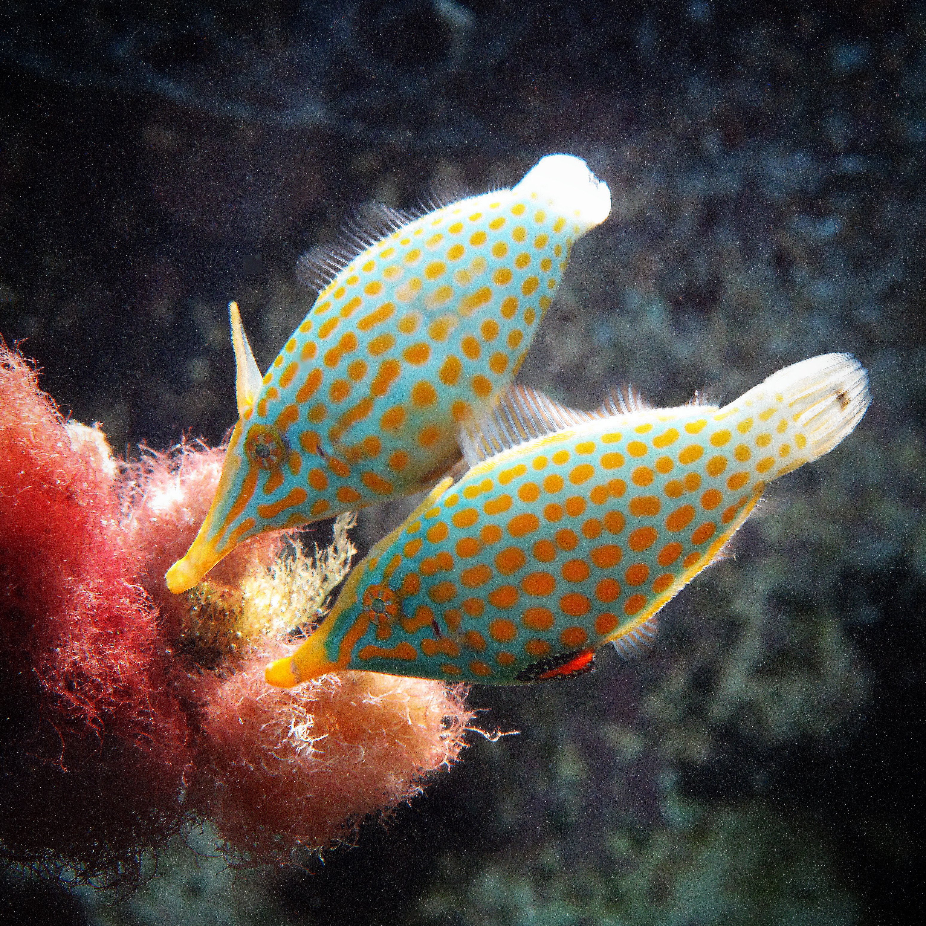 Filefish care cheap