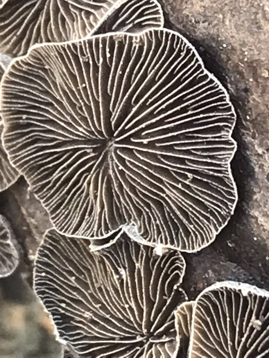 boletebill's tweet photo. Resupinatus alboniger on hickory in CT. White marginate gill edges on black gills.#fungi #ecology #mushrooms #boletebill https://t.co/jwjWBXz8c7