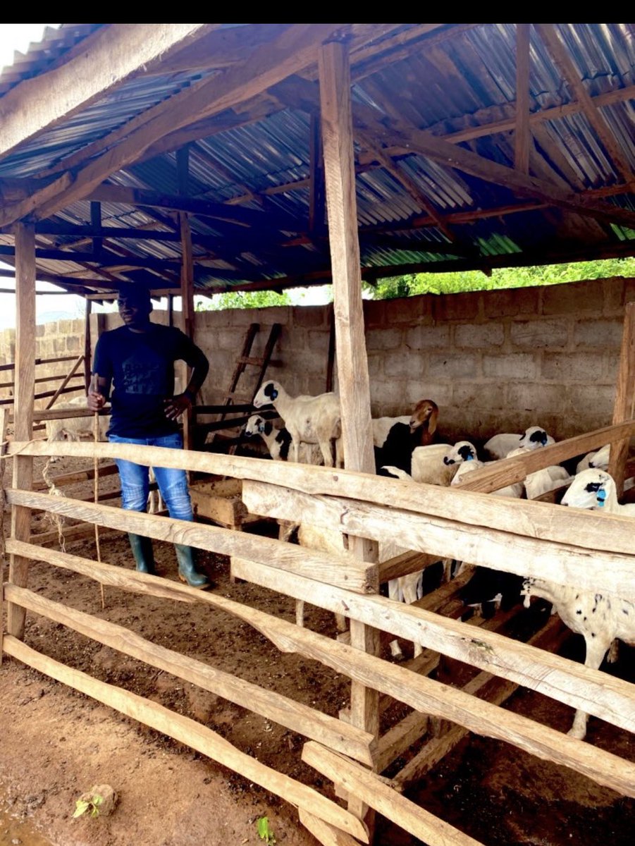 ZeeZay010's tweet photo. Sheep farming another extremely profitable business 😃😃imagine 10 mothers given you 20kids in a year ✌️truth is there are usually casualty during the rainy season but if well managed by competent workers 15 to 17 should survive ...#zeez farms # https://t.co/4Zc2949M6Y